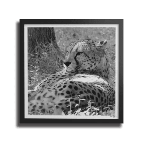 Guepard Poster Cadre noir Carré marge blanche 30x30