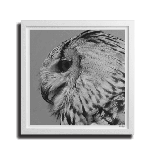 Hibou Poster Cadre blanc Carré marge blanche 30x30