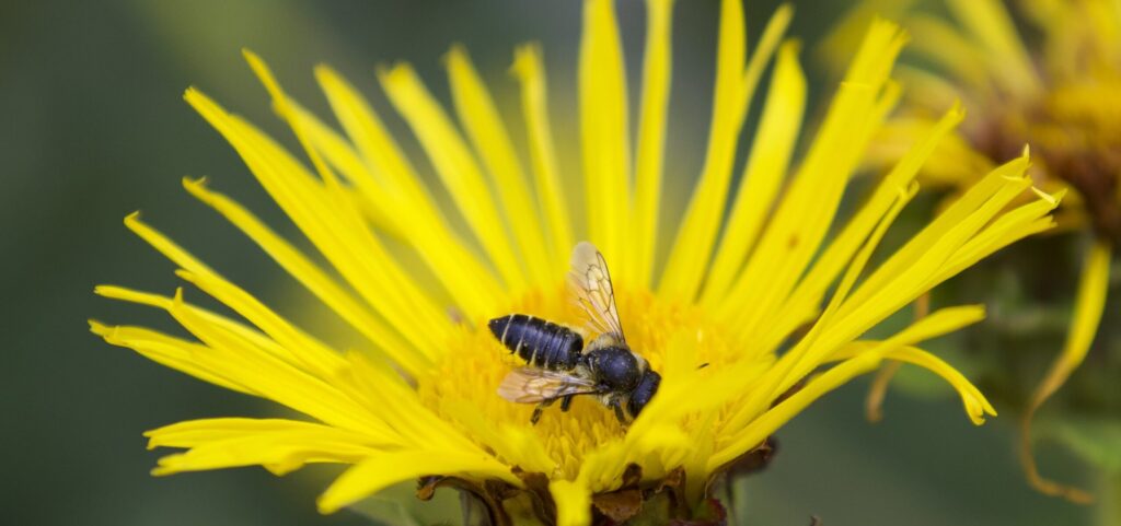 Insecte butinant une fleur jaune, photo macro
