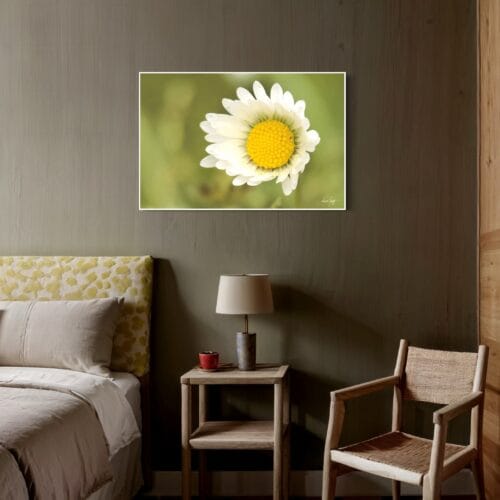 Smartist-Paquerette 2 Smartist-Paquerette 2