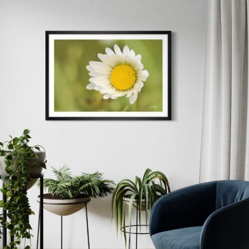 Smartist-Paquerette 6 Smartist-Paquerette 6