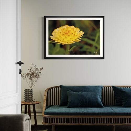 Smartist-Souci Jaune H 6 Smartist-Souci Jaune H 6