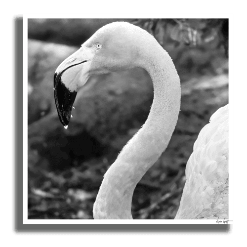 Flaman rose Poster Ombre Flaman rose Poster Ombre