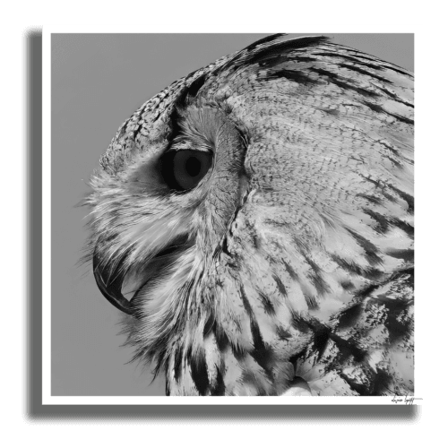 Hibou Poster Ombre Hibou Poster Ombre