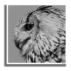 Hibou Poster Ombre