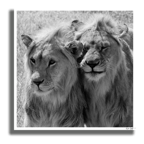 Jeunes lions Poster Ombre Jeunes lions Poster Ombre