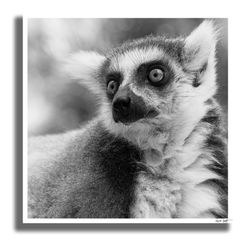 Maki Catta Poster Ombre Maki Catta Poster Ombre