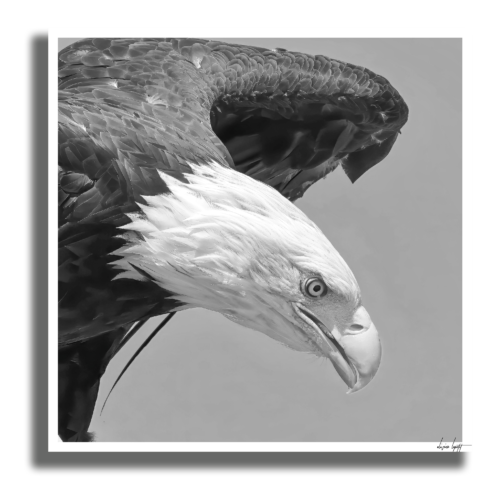 Pygargue Poster Ombre Pygargue Poster Ombre