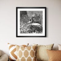 Le repos du guépard