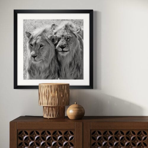 Smartist-Lion 1 Smartist-Lion 1