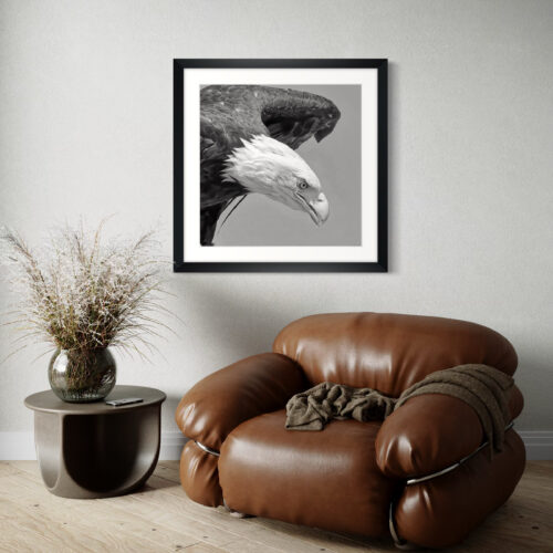 Smartist-Pygargue 2 Smartist-Pygargue 2