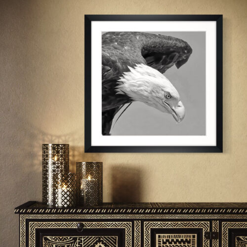 Smartist-Pygargue 3 Smartist-Pygargue 3