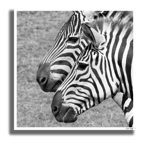 Zebre Poster Ombre Zebre Poster Ombre